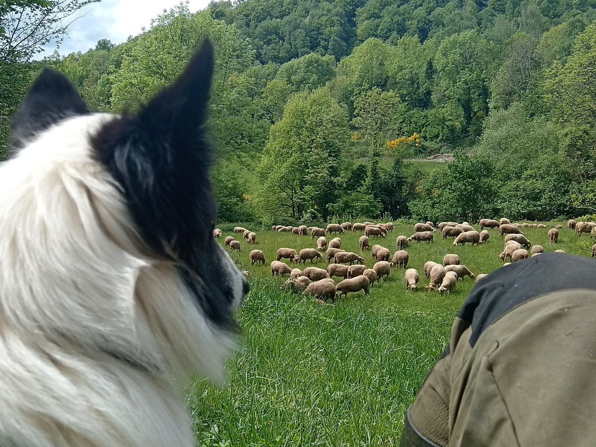 Que res alteri la seva girada, parsimònia, calma i costums.
I ès això el què fem.
#ElVincle
#Ramat
#Collie
#Pastor
#GuardiansDeLaPau
#HistòriesDunRamat