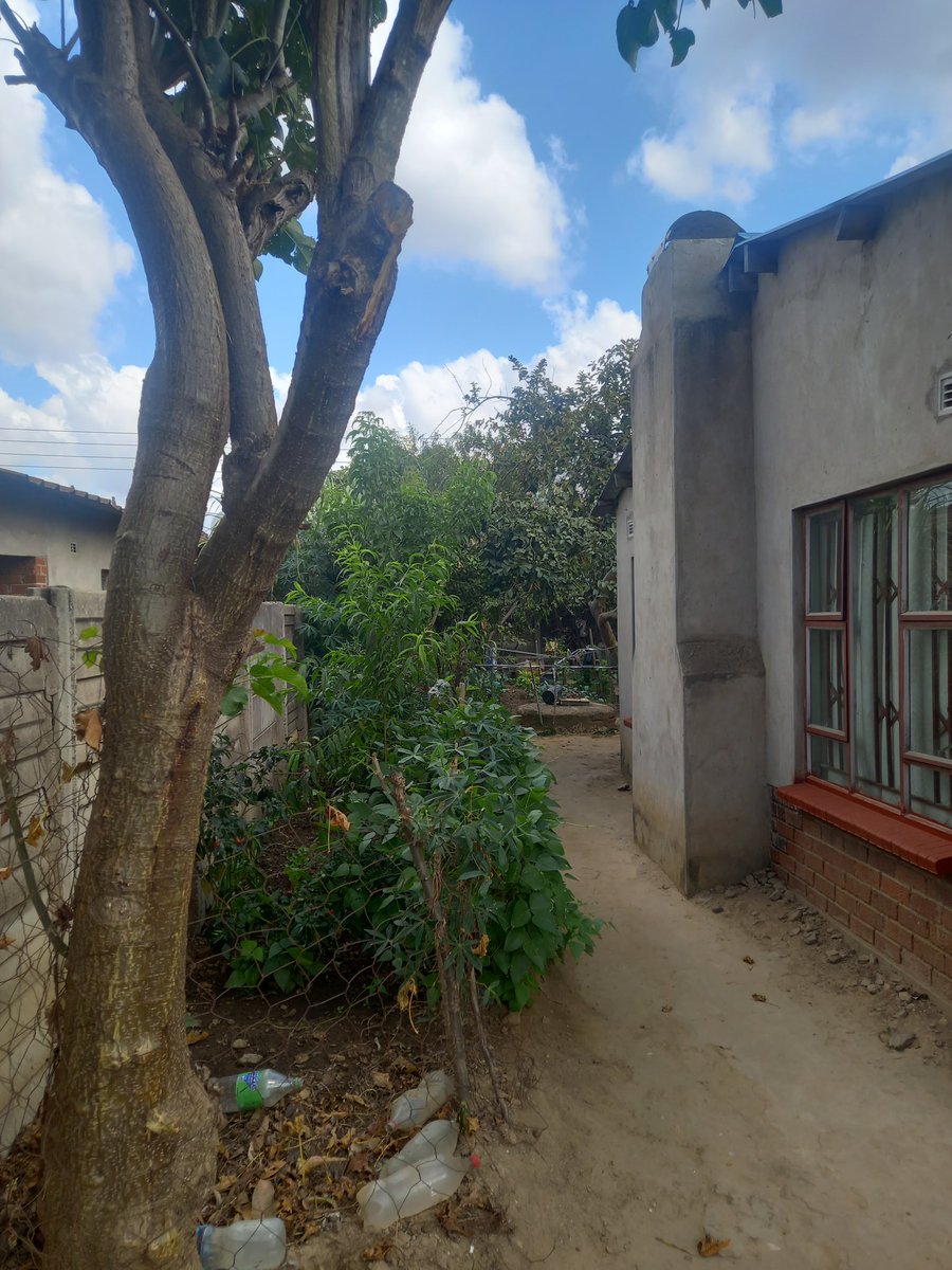 Sima_Muti's tweet photo. One tree at home? Shade, fruit, a classroom without walls.
Now picture 15 fruit trees in a high-density suburb.
You can feed your family, cool your home, and raise children who’ll never know a world without forests.
Start today. 🌳
#sima_muti #HomeForest #TeachTrees https://t.co/Gi3M83ml10