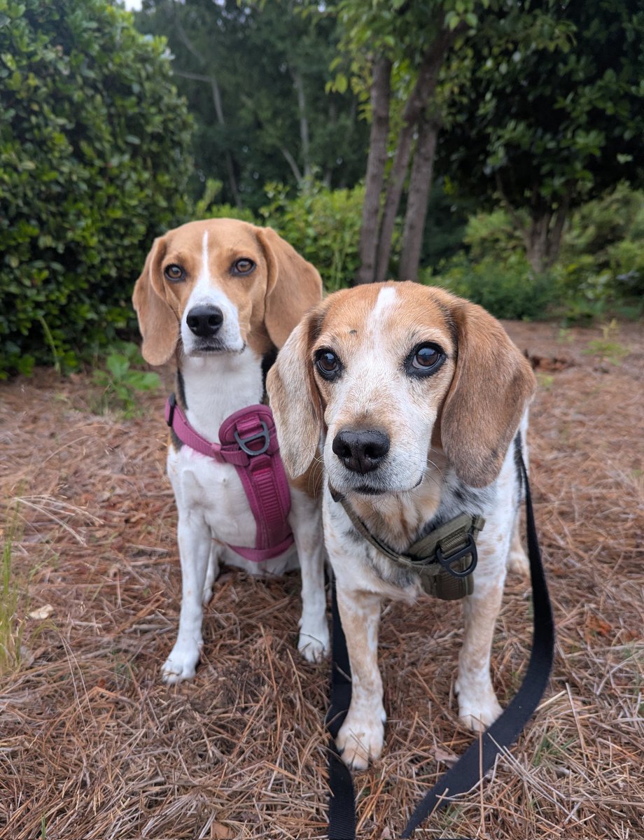 Saturdays are for sleeping in...
These two had other ideas! 

Happy early #Saturday morning! 
#Beagles