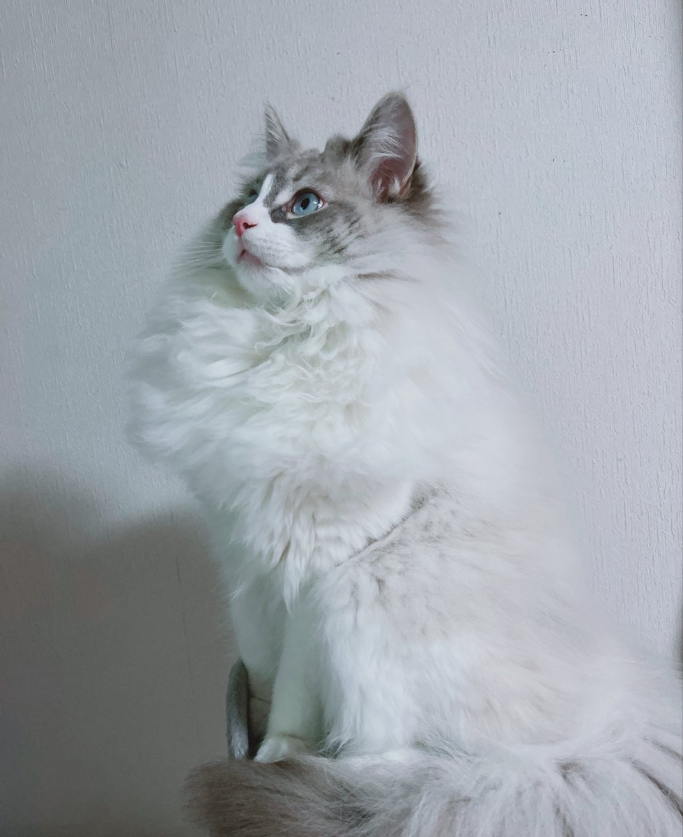 deco7310's tweet photo. 最近のねこちゃん https://t.co/iJoQPhGU7N