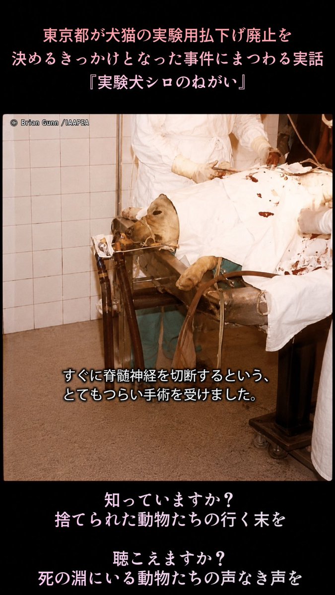 おんニャンコ tweet media