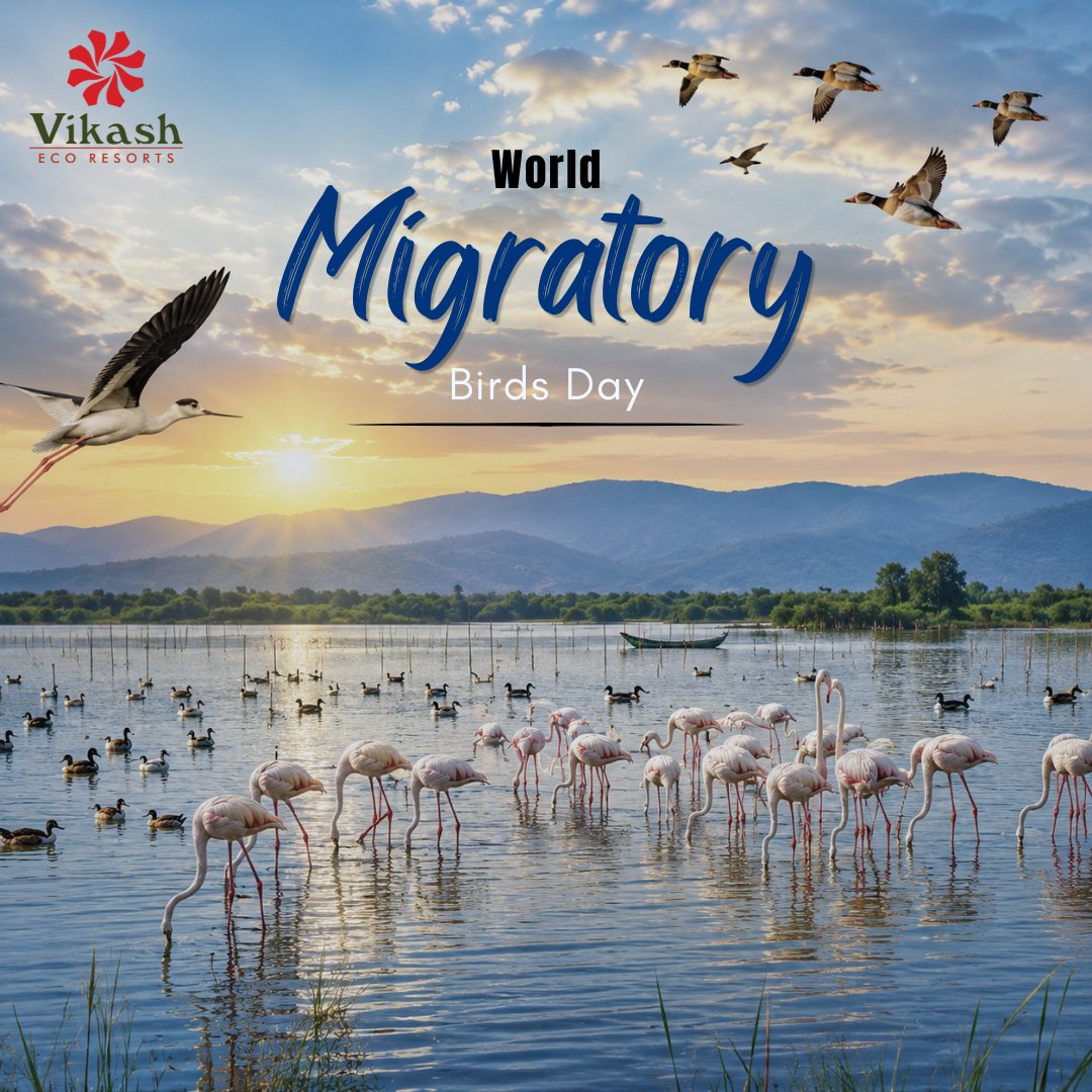 EcoVikash's tweet photo. Every year, thousands of migratory birds choose the calm waters of Chilika as their seasonal home. 📷📷

This World Migratory Bird Day, we celebrate the beautiful visitors that make Chilika even more magical. https://t.co/RA9yTF91cH