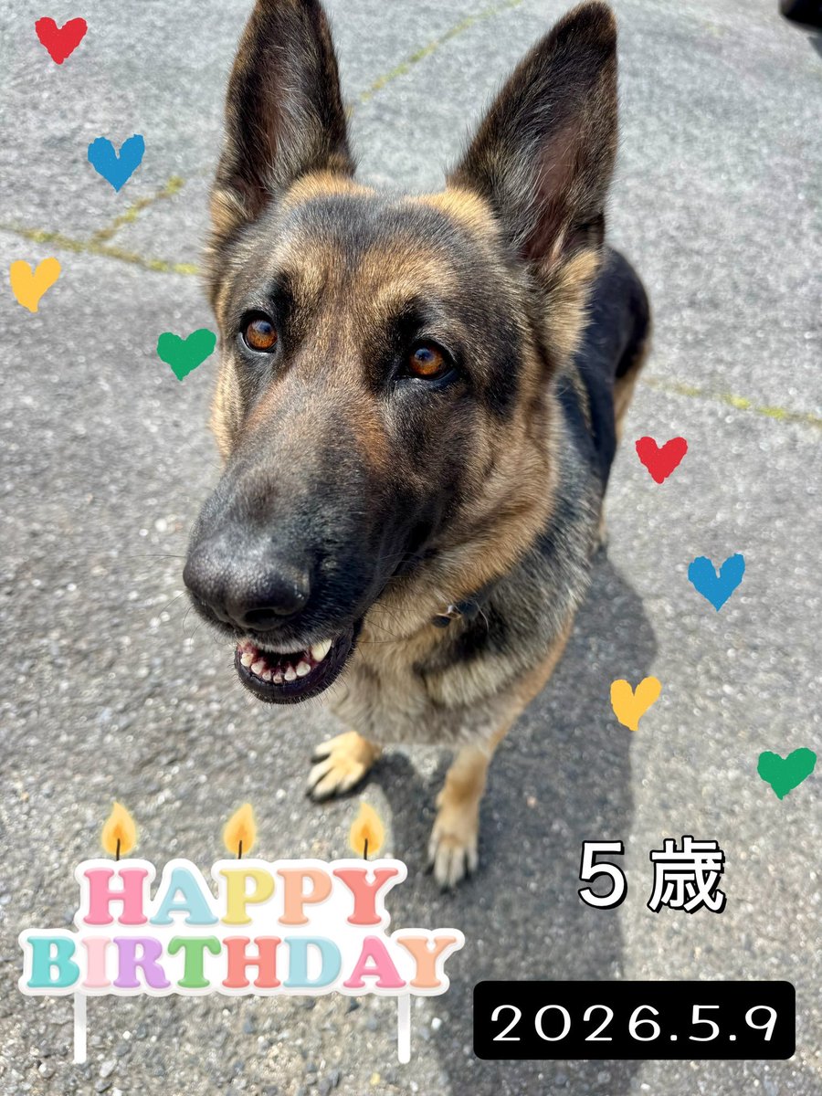 DEFCON_tactical's tweet photo. 当店、番頭犬ミアちゃんの誕生日でした🎂オヤツ待ってまーすw https://t.co/zWp7Ni8JXY