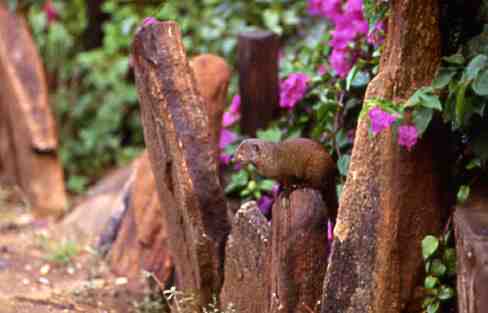 mzeeshimba05's tweet photo. #Wild Life
#アフリカの野生動物
#Mongoose
#マングース
サバンナの小さなピエロ
マングースたちは精一杯
サバンナで生きている
われわれから見るとえ何故
かユーモラスにみえるえの
だがとても毒ヘビと闘う猛
者には見えない https://t.co/evSIzqWrjE