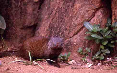 mzeeshimba05's tweet photo. #Wild Life
#アフリカの野生動物
#Mongoose
#マングース
サバンナの小さなピエロ
マングースたちは精一杯
サバンナで生きている
われわれから見るとえ何故
かユーモラスにみえるえの
だがとても毒ヘビと闘う猛
者には見えない https://t.co/evSIzqWrjE