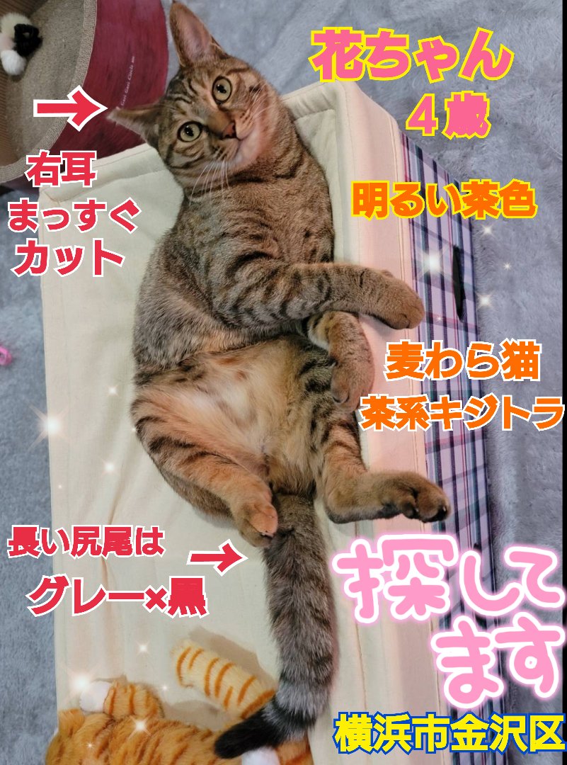 猫を探しています。花ちゃん４歳。明るい茶色、右耳まっすぐカット、長い尻尾だけグレー×黒です。2024年4月11日横浜市金沢区富岡東の自宅から私の不注意で外に出てしまい迷子のままです。
#猫を探しています 
#拡散希望 
#リポストお願いします    
#横浜市金沢区