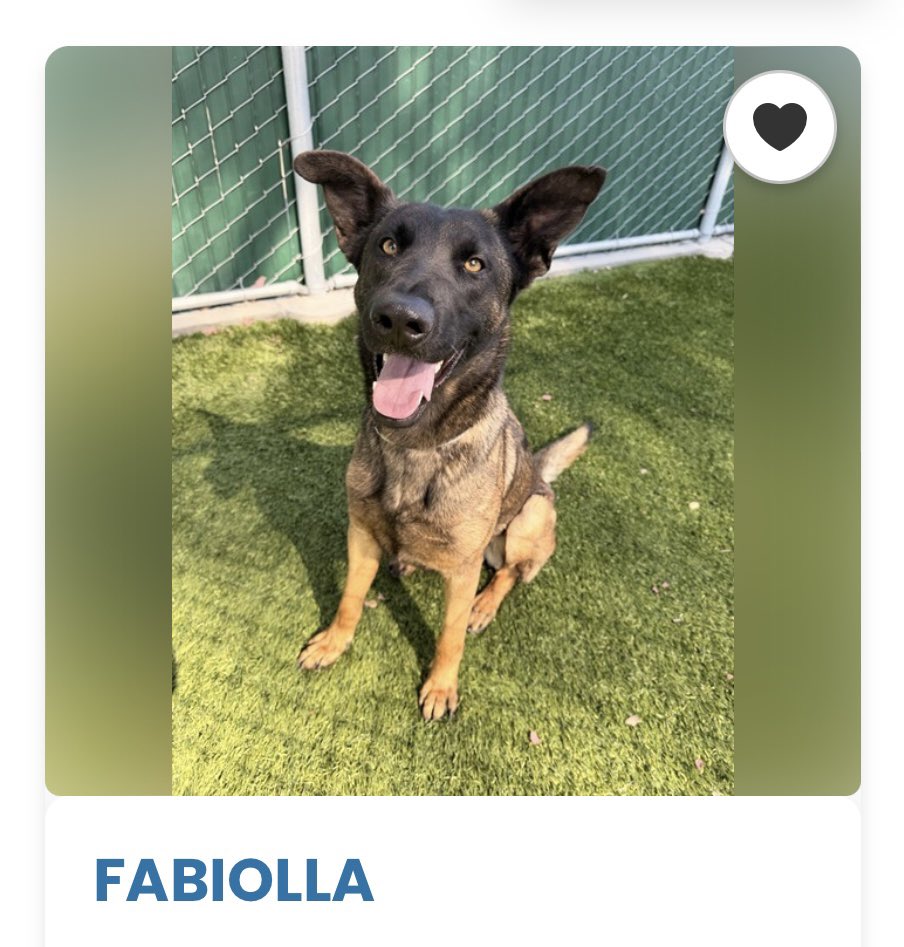 SabaMekaZeus's tweet photo. 🆘 CRITICAL in #California 🐕

FABIOLLA is a Stunningly Gorgeous 2 yr old #BelgianMalinois looking for a HERO to save Her from Baldwin ParkACC, LA County, California 

To ADOPT: 
>Go to Baldwin Park ACC
>Ask for ID: #A5773786
>ADOPT FABIOLLA 🐕
>Drive off into the sunset 🌅 

If you can FOSTER:
>Reply below listing your area

For Out-Of-State ADOPTION: 
>Reply listing State to be connected to a RESCUE

To PLEDGE to fund RESCUE: 
>Please state amount you are comfortable with below

Thank you so much 🙏

Learn more about FABIOLLA

https://t.co/Pyc2OQ9HHz