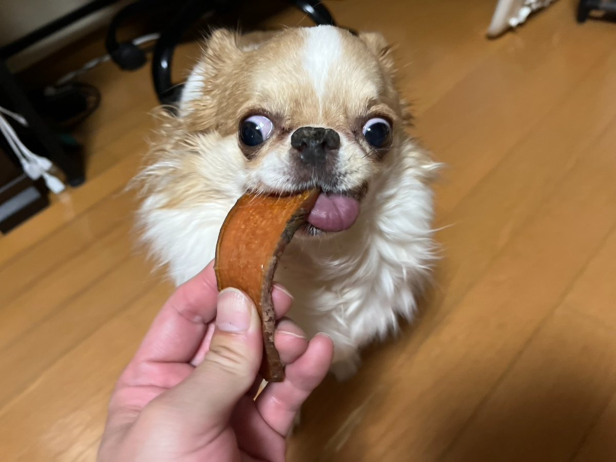 echigoyamoke's tweet photo. お、おい玉緒さん…あんたが貰ったおやつ「婦人画報6月号」にも掲載されたけっこう有名なブツだったらしいぞ！
玉緒さんがおめめひんむいて爆食した“さつまいもセット”が楽天限定で10％offで販売開始らしいッス🍠😎👍

https://t.co/Pxvs8Pp1cv
https://t.co/idQwNFiruR
#PR　#iPaw https://t.co/FDLwaRPKr0