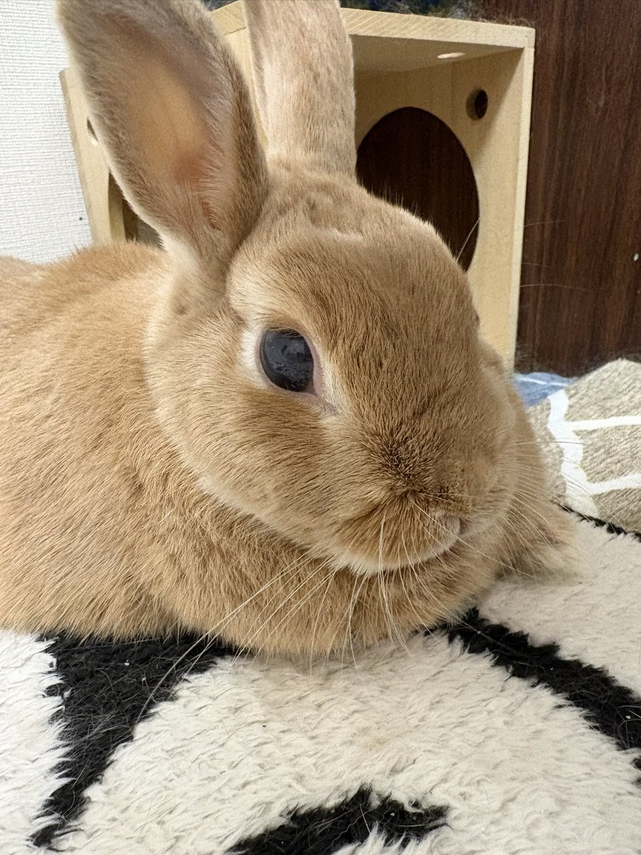 やっこ tweet media