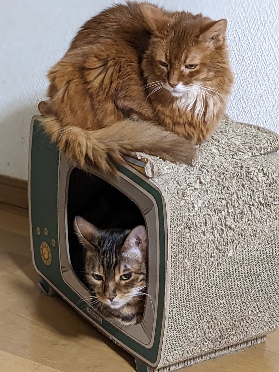 猫好き柔道整復師 tweet media