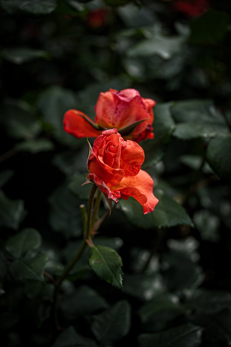 pumpkin06b's tweet photo. #photography
#バラ https://t.co/FZ26oqUzRu