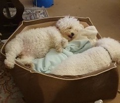 MissingPetsGB's tweet photo. 🐕 #URGENT #elderly bichon DUCHESS has gone #missing. Last seen at home
in KIRBY CROSS, Frinton on sea #CO13 Sunday 3 May 2026
She has itchy skin condition &amp; heavy tear staining in her face. She is very friendly. 10 years old. If you see her, or have her please contact asap https://t.co/WbfaeD05Ai