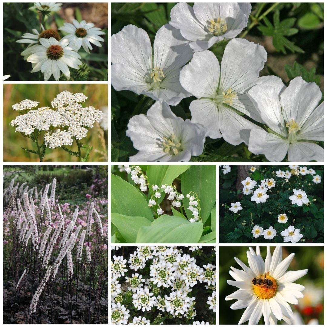 Vaste_Tuinplant's tweet photo. ๐ค ๐๐๐ง ๐ฆ๐จ๐จ๐ข๐ ๐ญ๐ฎ๐ข๐งโฆ ๐ณ๐จ๐ง๐๐๐ซ ๐ง๐๐๐๐ง๐ค๐๐ง
Een border die direct in balans is, zonder zelf te puzzelen. Dit witte borderpakket zorgt voor rust, sfeer en een frisse uitstraling.
๐ Bekijk hier:
https://t.co/oieZNsX0R2
#borderpakket #wittetuin #tuininspiratie https://t.co/2e3muUMSna