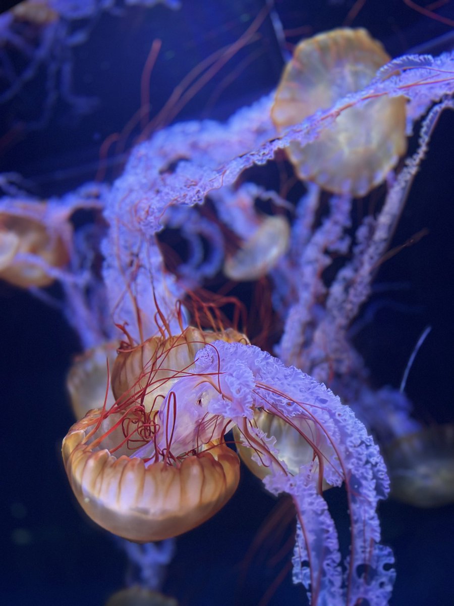 海月