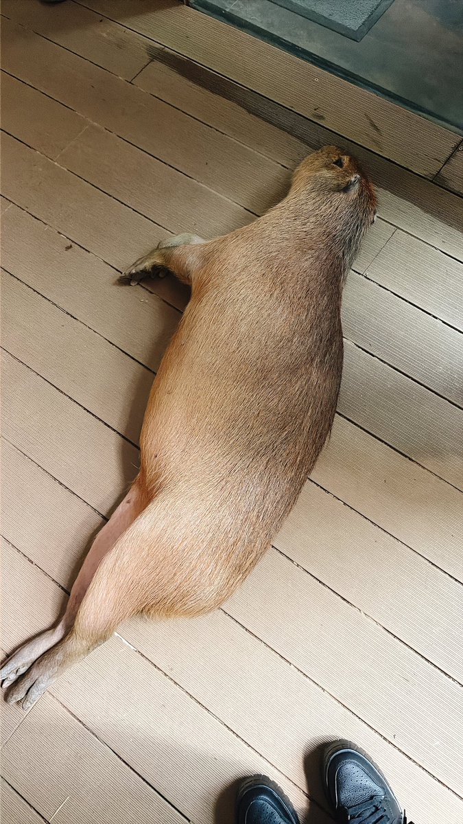 blue_to_osoba's tweet photo. カピバラ、思ったよりもムキムキしててごゎごゎしてた。タワシとかホウキとか、そんな感じ。そしてめっちゃ身が詰まってて硬い。「ムキムキしてる」って言ったら飼育員さんが「めっちゃムキムキなんですよ。走ったら40キロ出ますし」って教えてくれた。 https://t.co/BhleMJsBVD