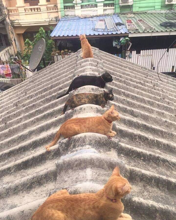 The Cats 𝕏 tweet media