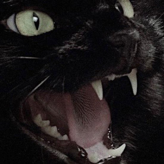 The Cats 𝕏 tweet media
