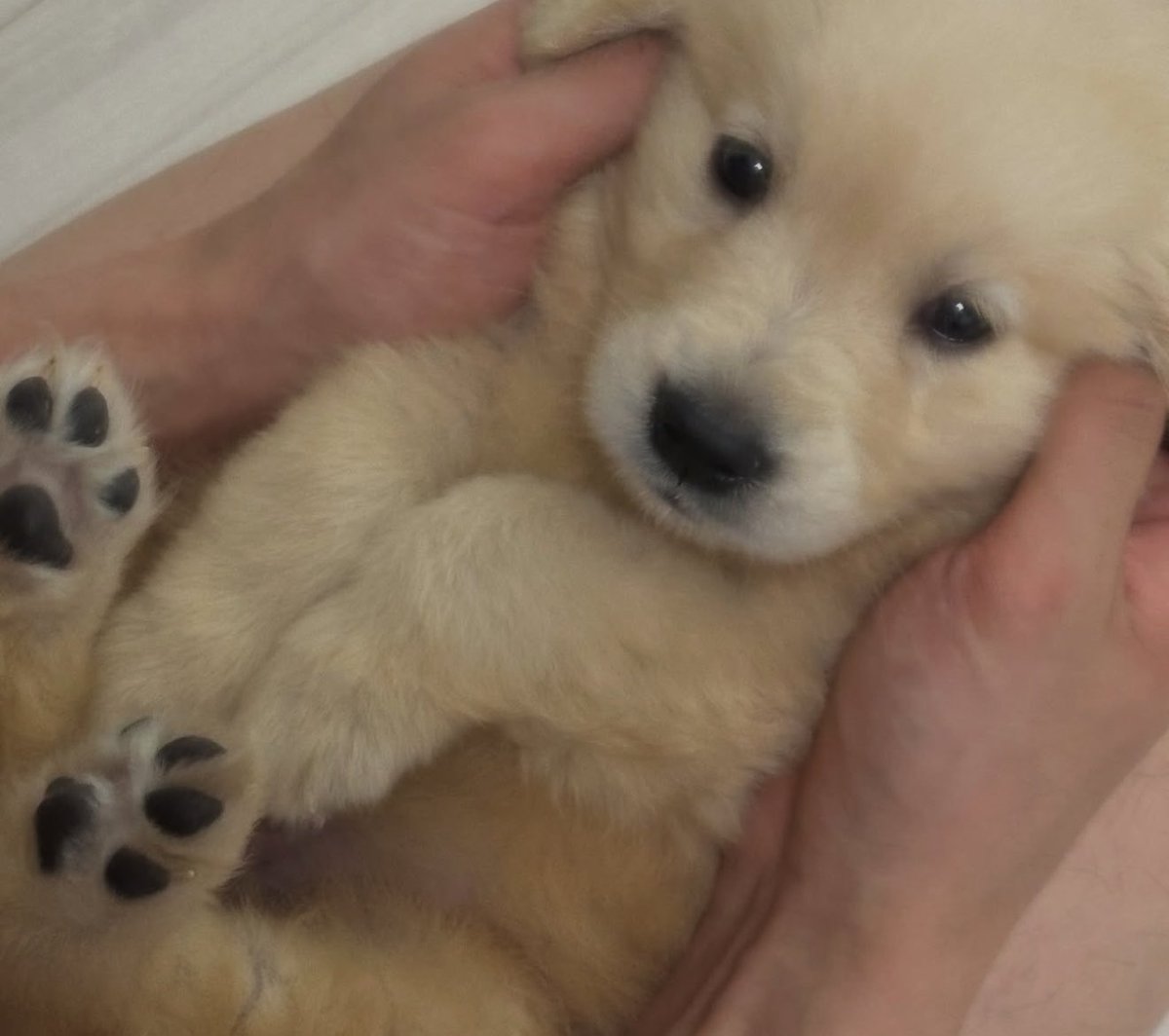 takemybear 🐶 tweet media