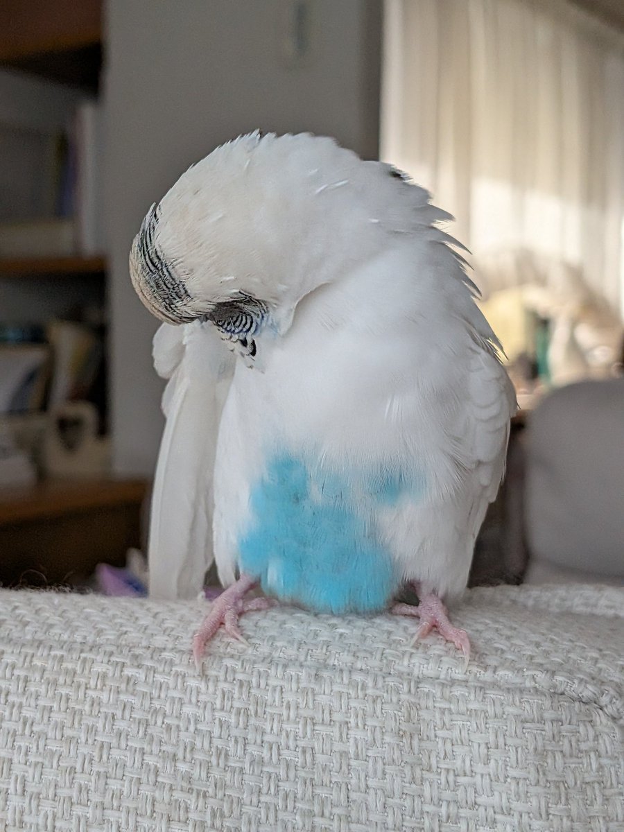 青いおパンツの天使🩲 #セキセイインコ ＃ぴの🐥 ＃お手入れ中✨