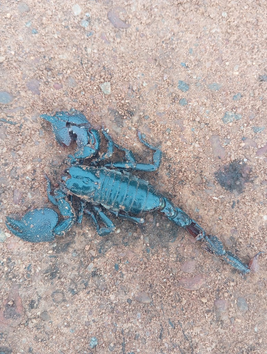 realgomarine's tweet photo. I've seen this scorpion 🦂 been killed twice this week and I'm wondering if it's possible to catch them alive. https://t.co/RpDETIbpu1