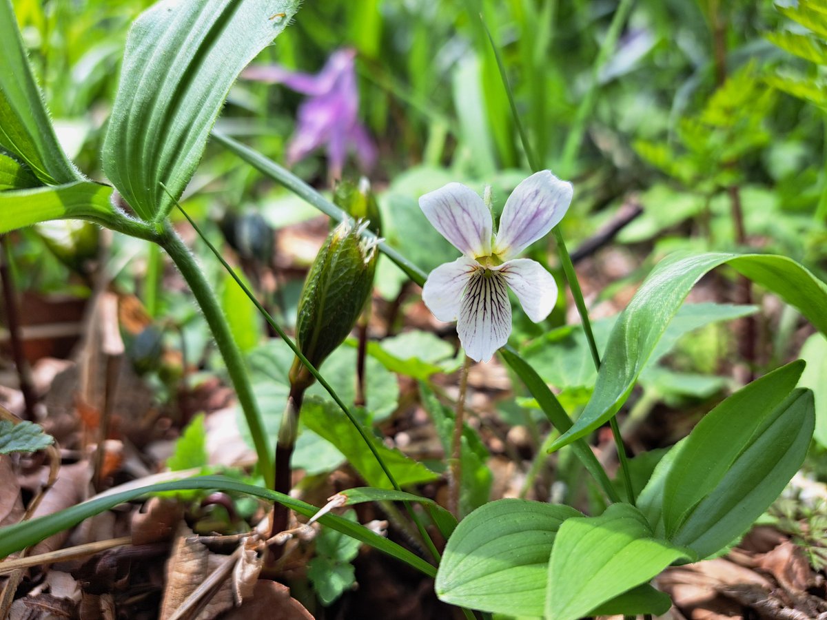 manmoss25's tweet photo. 北海道は雪がとけて、いっきに野の花が咲きだす季節！エゾエンゴサク、タチツボスミレなど。様似町の観音山公園まだ間に合うかも。
人知れず山の肌、ひっそりと花畑。
https://t.co/kda1qaWntd https://t.co/90tLaONfcD