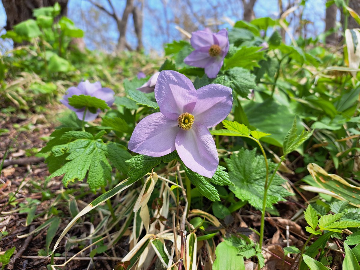 manmoss25's tweet photo. 北海道は雪がとけて、いっきに野の花が咲きだす季節！エゾエンゴサク、タチツボスミレなど。様似町の観音山公園まだ間に合うかも。
人知れず山の肌、ひっそりと花畑。
https://t.co/kda1qaWntd https://t.co/90tLaONfcD