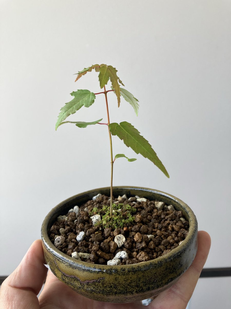 Tama5low's tweet photo. 生水苔のトレーに勝手に生えてきたモミジの仲間？を鉢上げしてみた
周りにはサラセニアの鉢に生えていた苔をちょっと敷いて、うん、イイ感じ😊 https://t.co/dgY5Wz0KNd