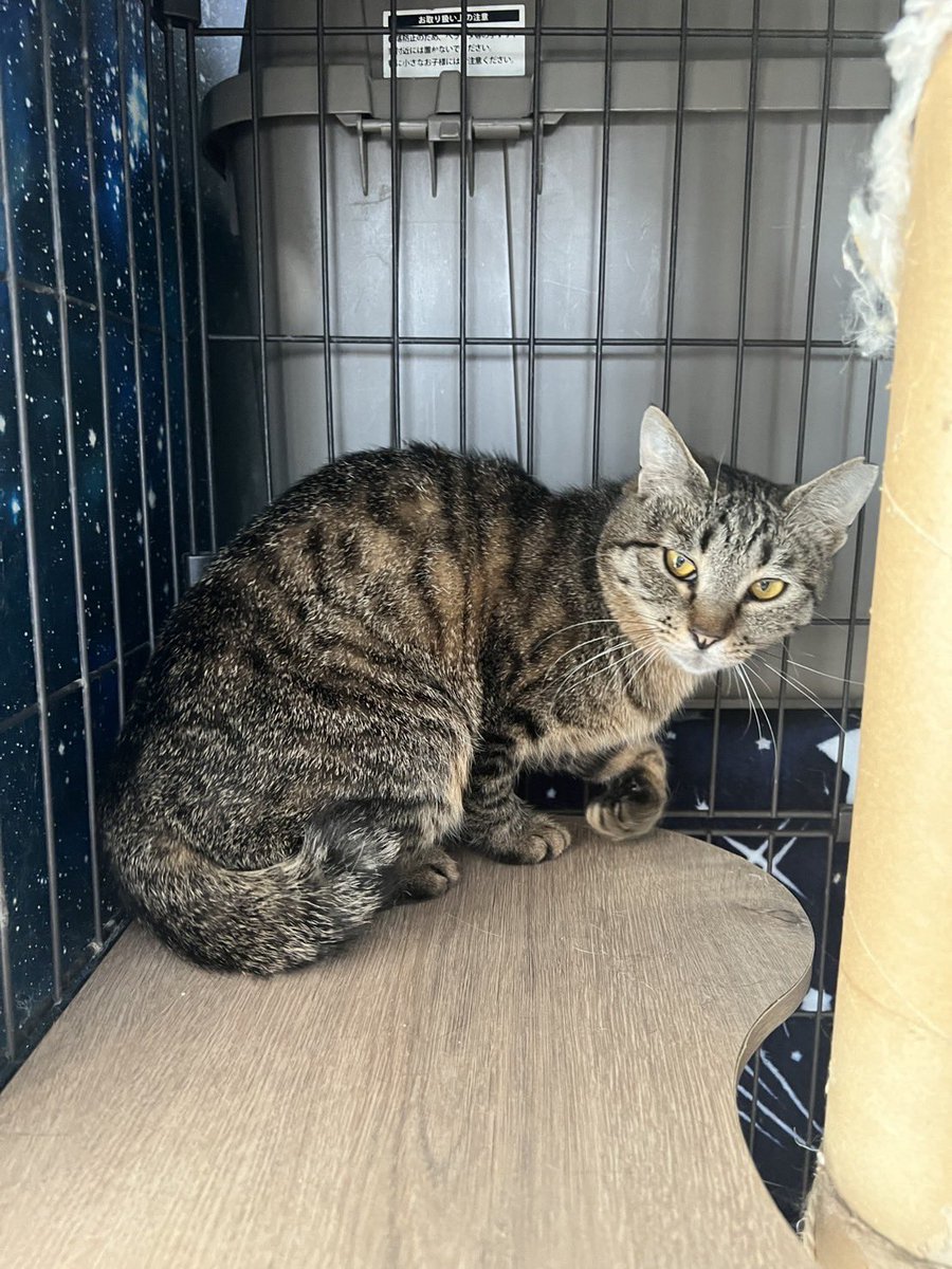 拝啓ねこ様52期生が到着しました！ ・ダンボちゃん (キジ) 高円寺時代