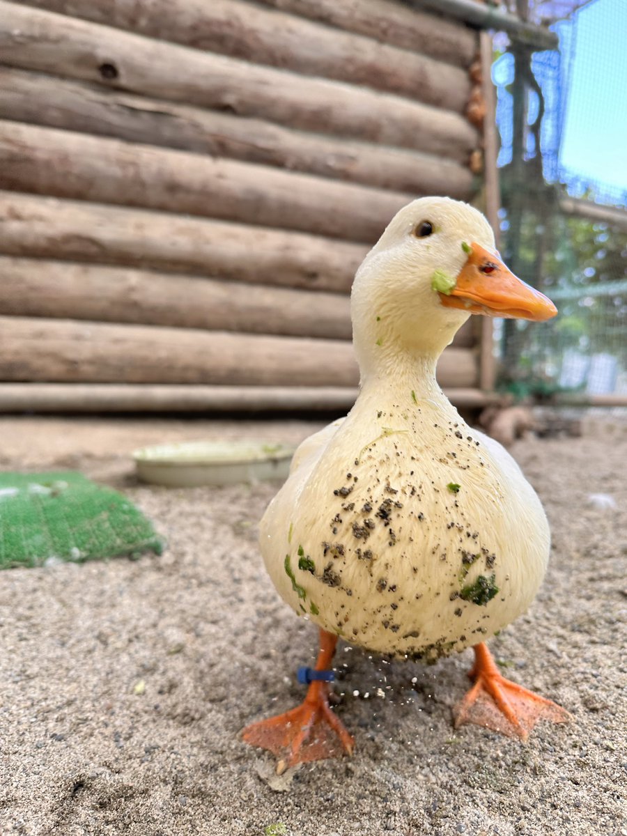須坂市動物園【公式】 tweet media