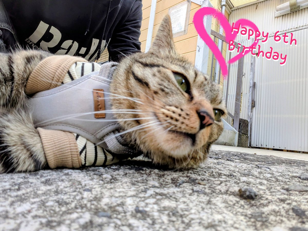 本日ビビ様6歳にニャりました🎉 いつもご愛顧ありがとうございますニャ