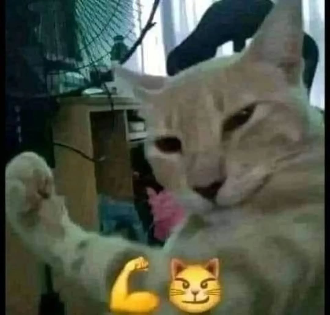 No Cats No Life tweet media