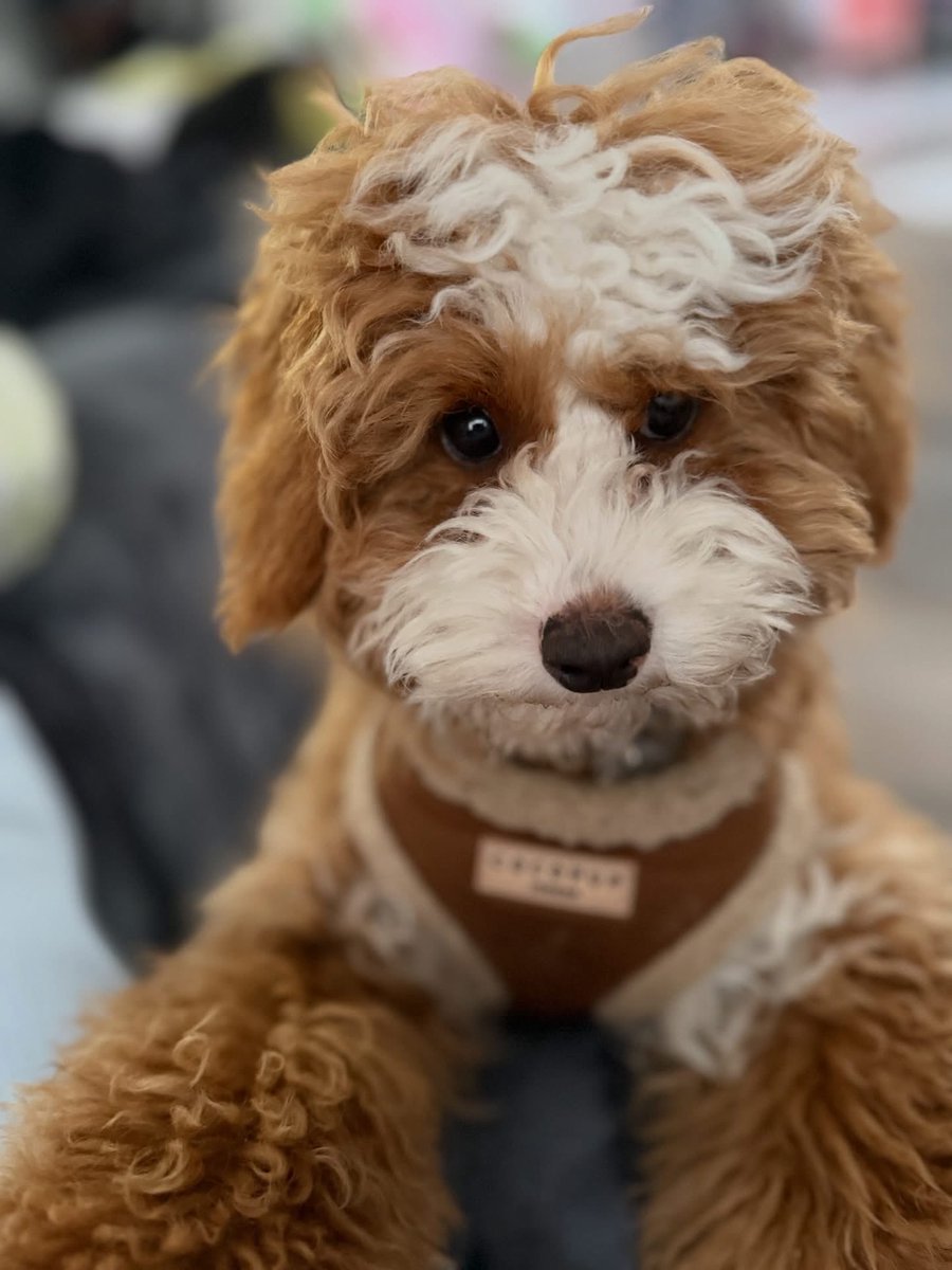 MakeChipsCount to Reunite Pets tweet media