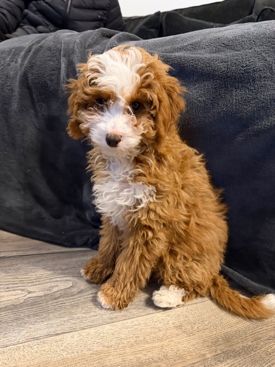 MakeChipsCount to Reunite Pets tweet media