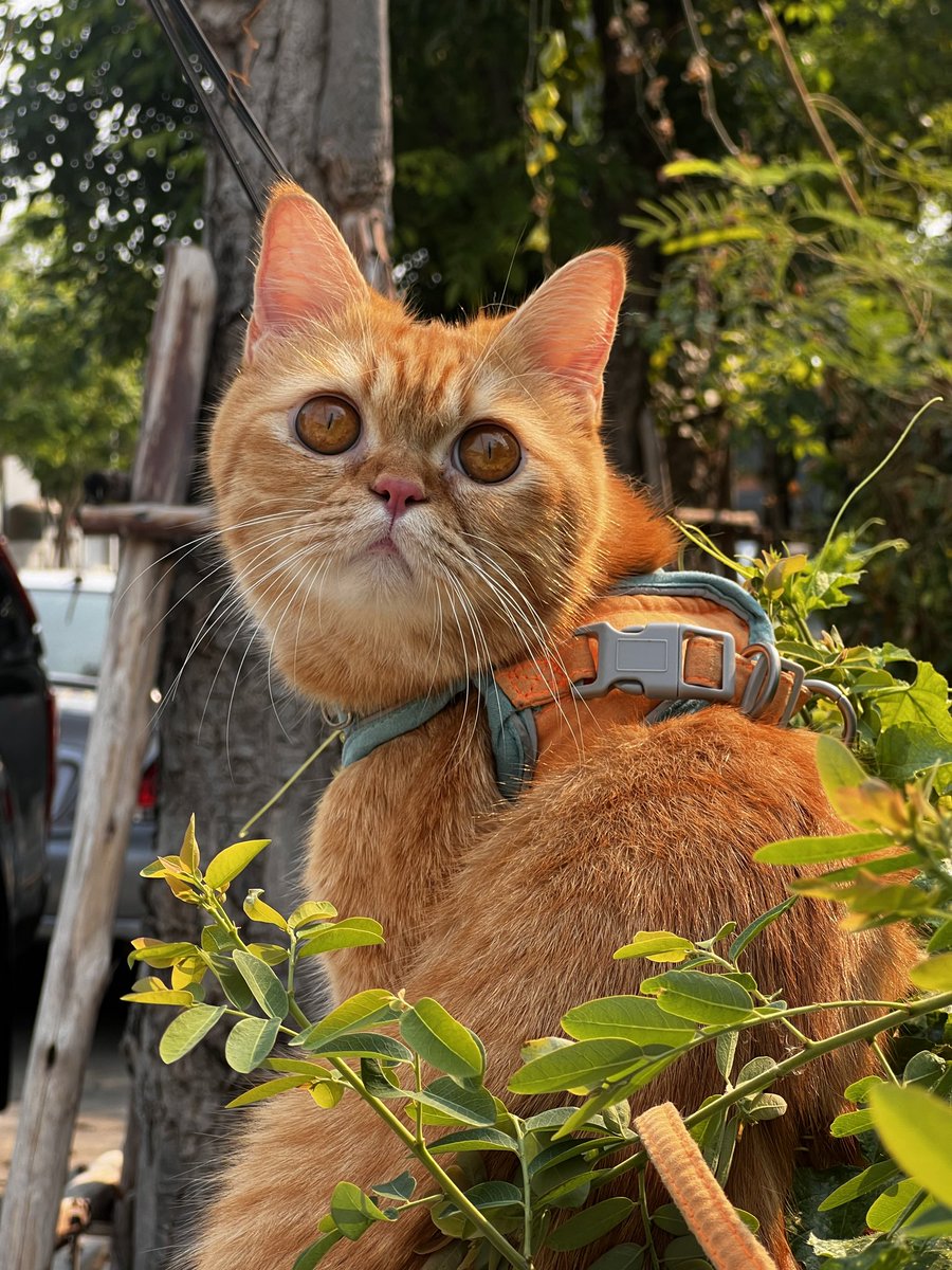 ไอเด๋อ tweet media