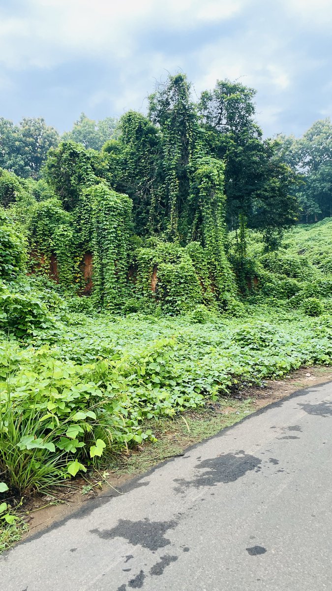 skyeddula's tweet photo. Kerala https://t.co/HN2NoDqKRO