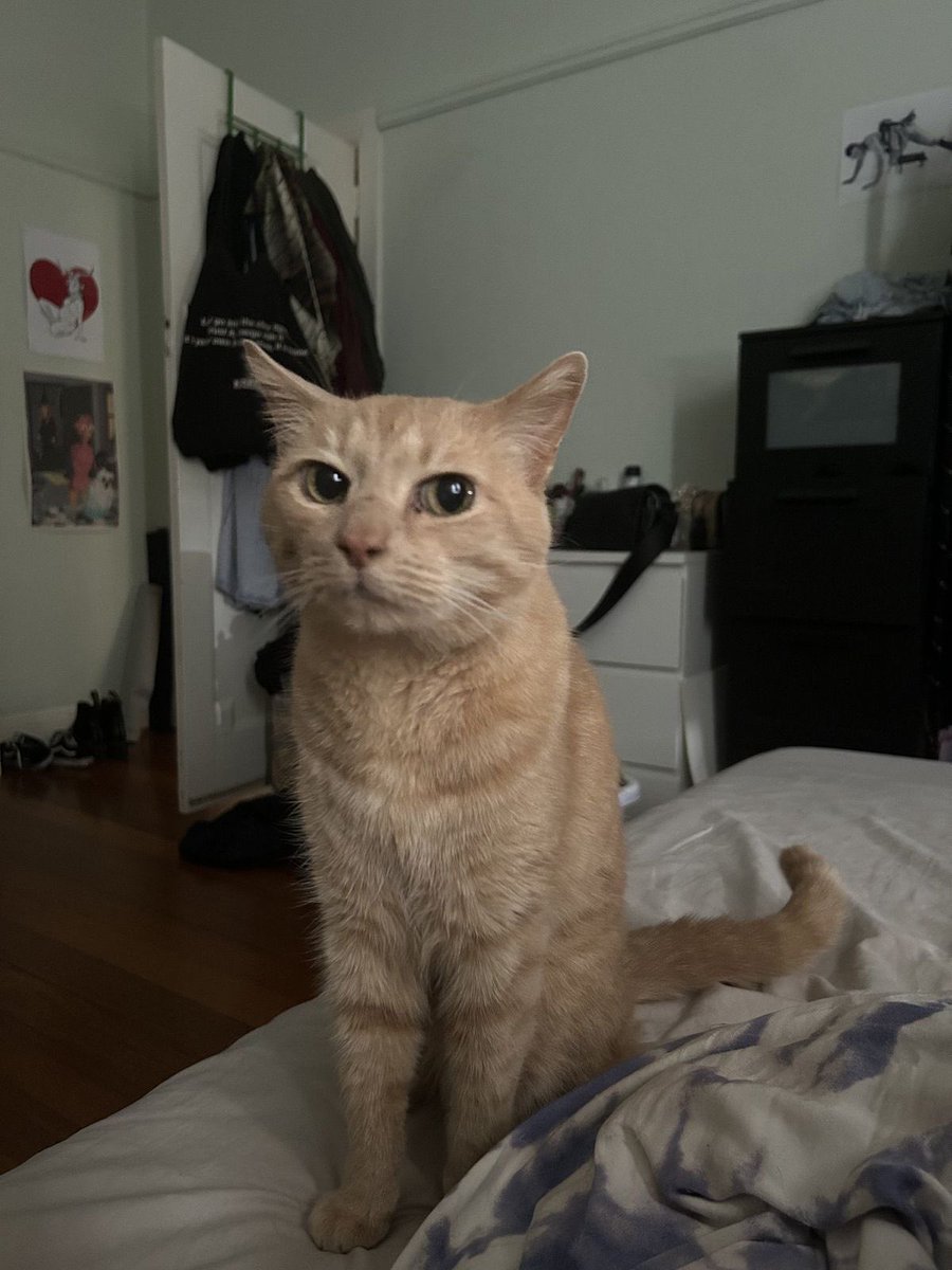 No Context Cats tweet media