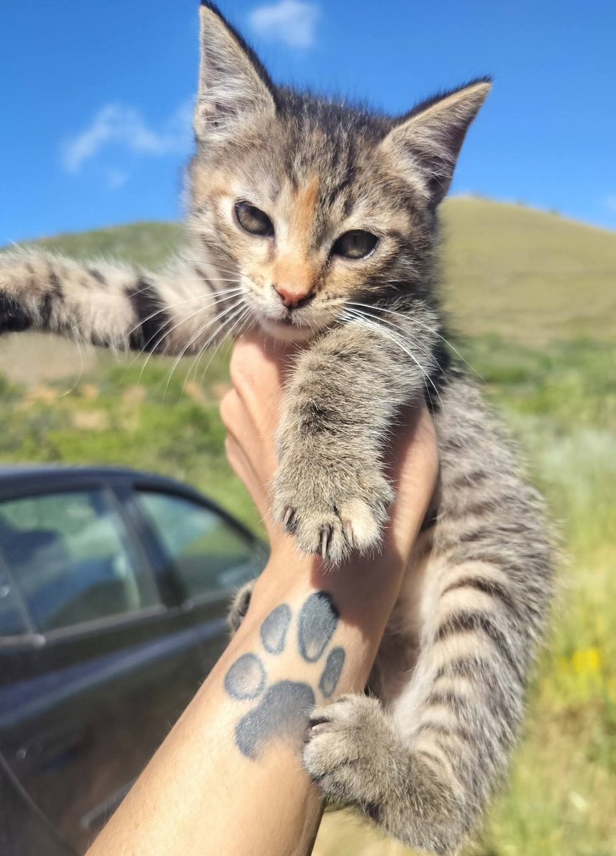 unonlus's tweet photo. PALERMO: #cercafamiglia questa dolcissima #cucciola tigratina di 2 mesi! 🐾
​Ora è sola in un kennel, ha bisogno di amore, giochi e fusa. Si affida vaccinata e sverminata previo iter adottivo. 
🆘️🆘️🙏🏻🙏🏻
​Per info WhatsApp:
📞 3280648813
📞 3278169412
​#marj https://t.co/ySuBNwChwl
