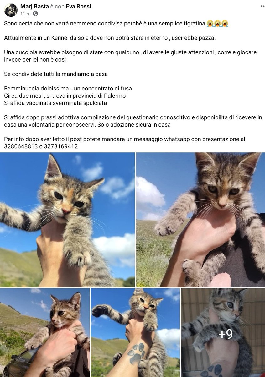 unonlus's tweet photo. PALERMO: #cercafamiglia questa dolcissima #cucciola tigratina di 2 mesi! 🐾
​Ora è sola in un kennel, ha bisogno di amore, giochi e fusa. Si affida vaccinata e sverminata previo iter adottivo. 
🆘️🆘️🙏🏻🙏🏻
​Per info WhatsApp:
📞 3280648813
📞 3278169412
​#marj https://t.co/ySuBNwChwl