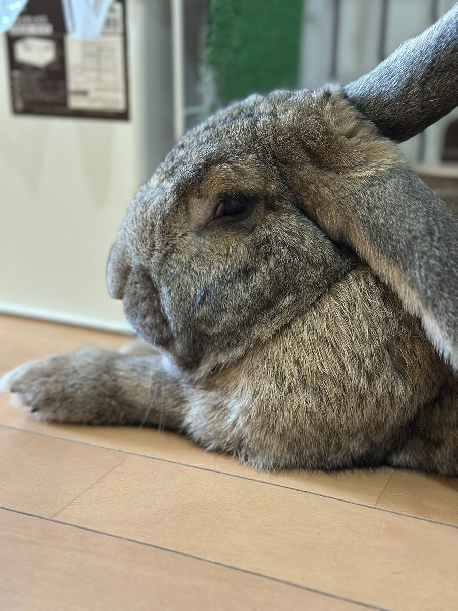 ウサギ☆彡 おはでかしない😪