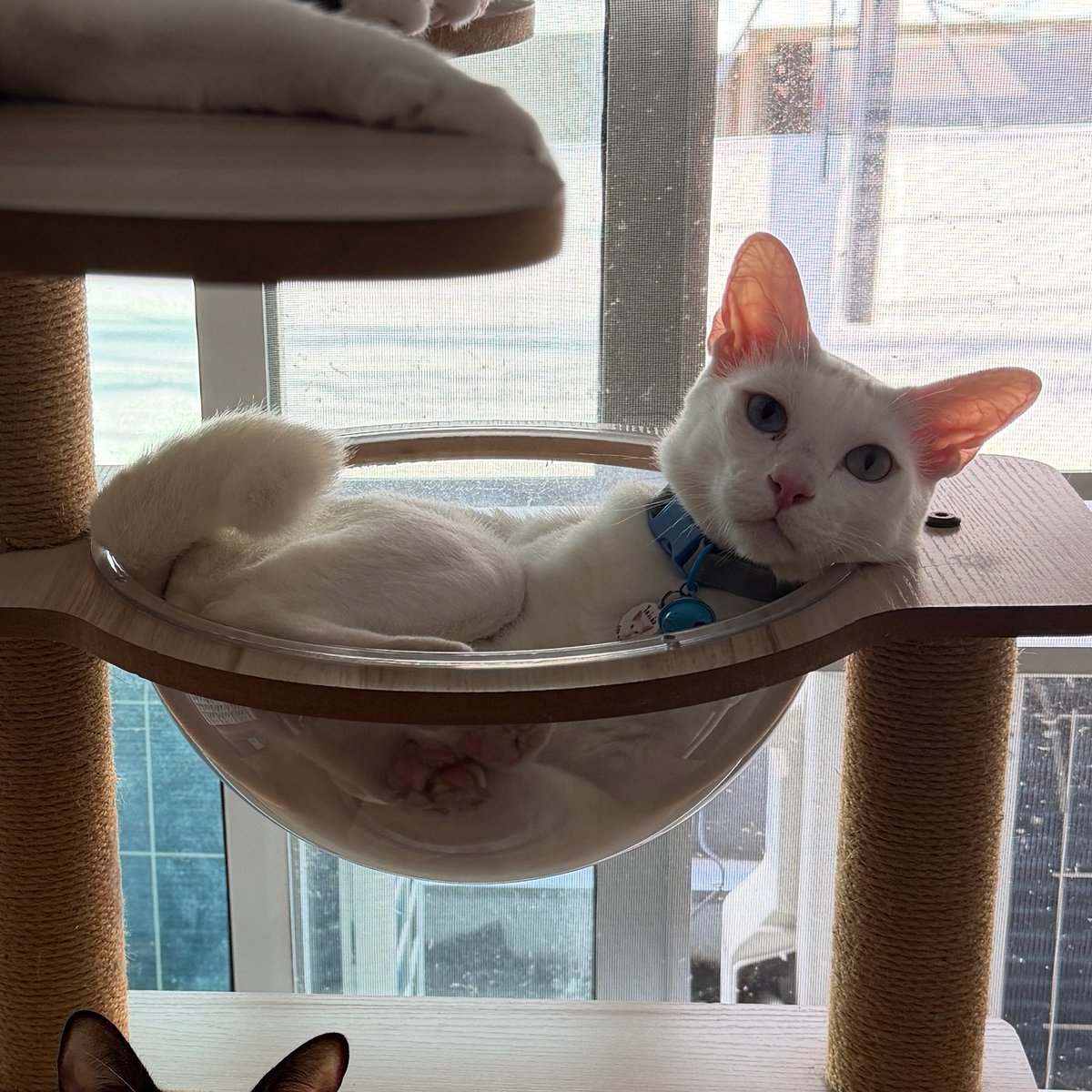 คือผมต้องทราบไหม 🐈‍⬛ tweet media
