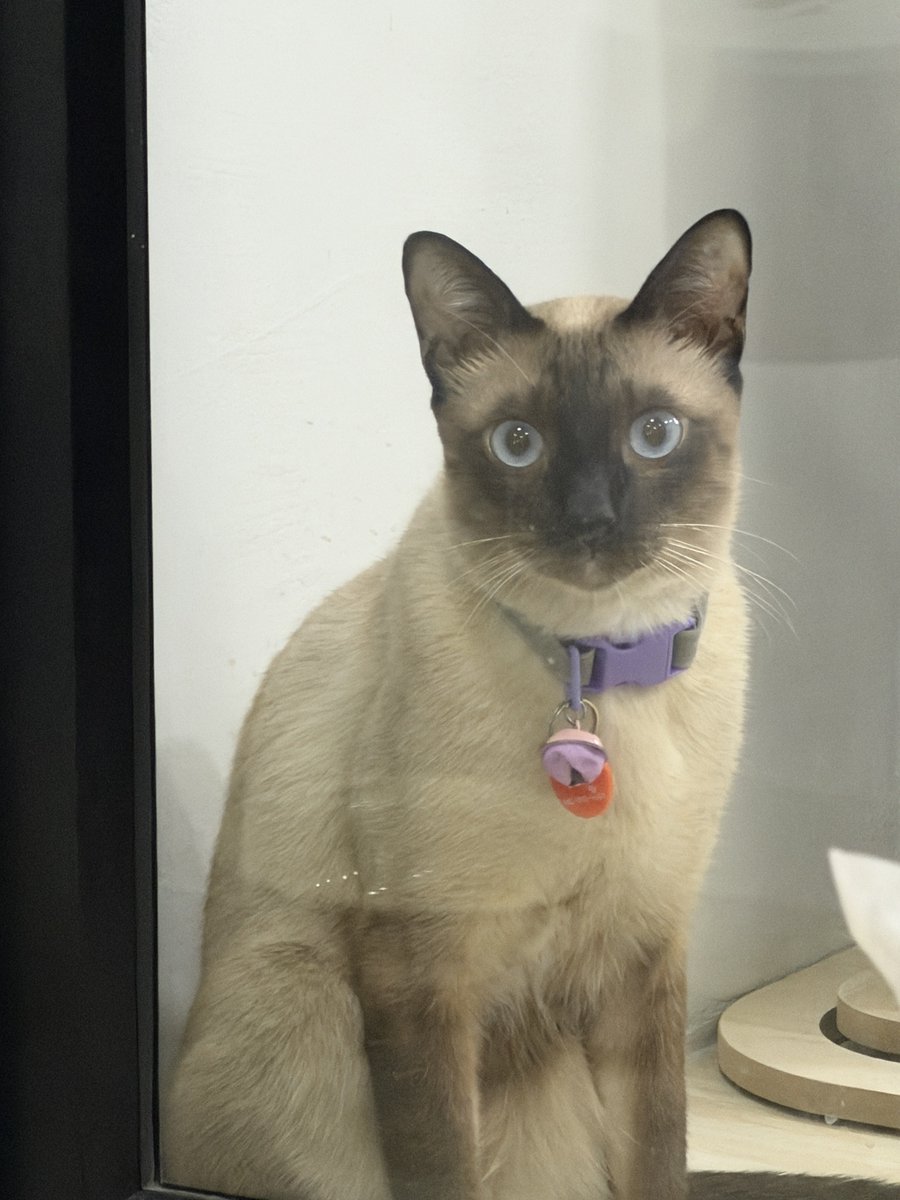 คือผมต้องทราบไหม 🐈‍⬛ tweet media