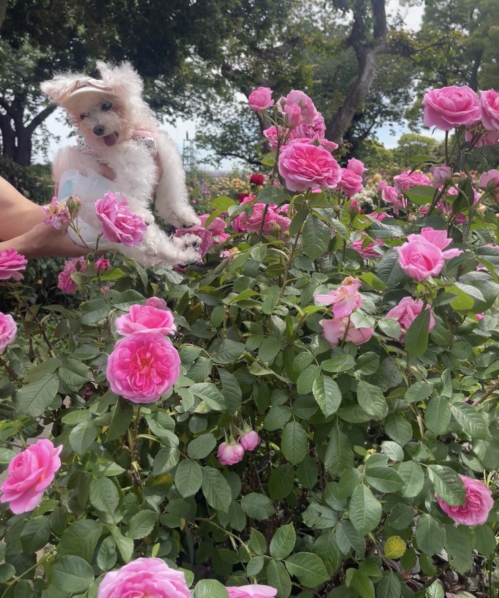 犬猫をこよなく愛する世話人 tweet media