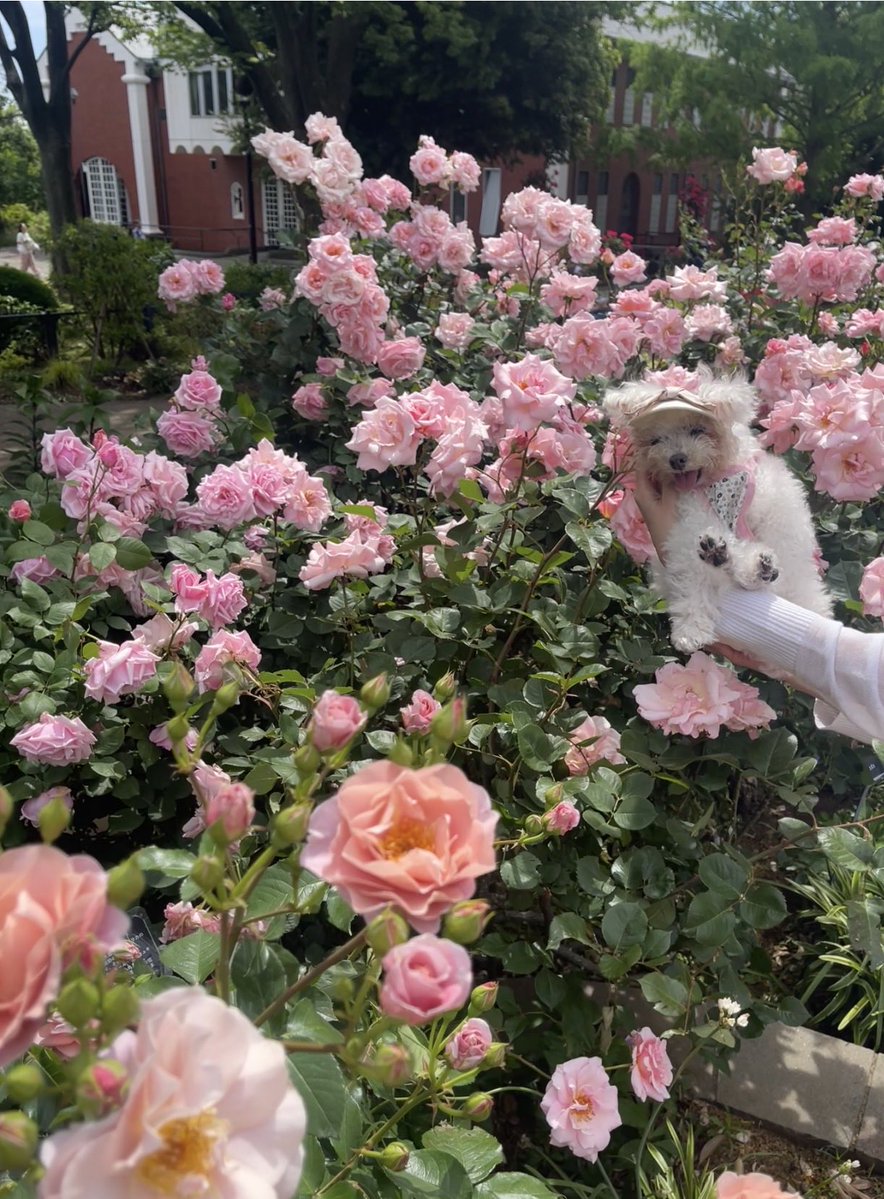 犬猫をこよなく愛する世話人 tweet media