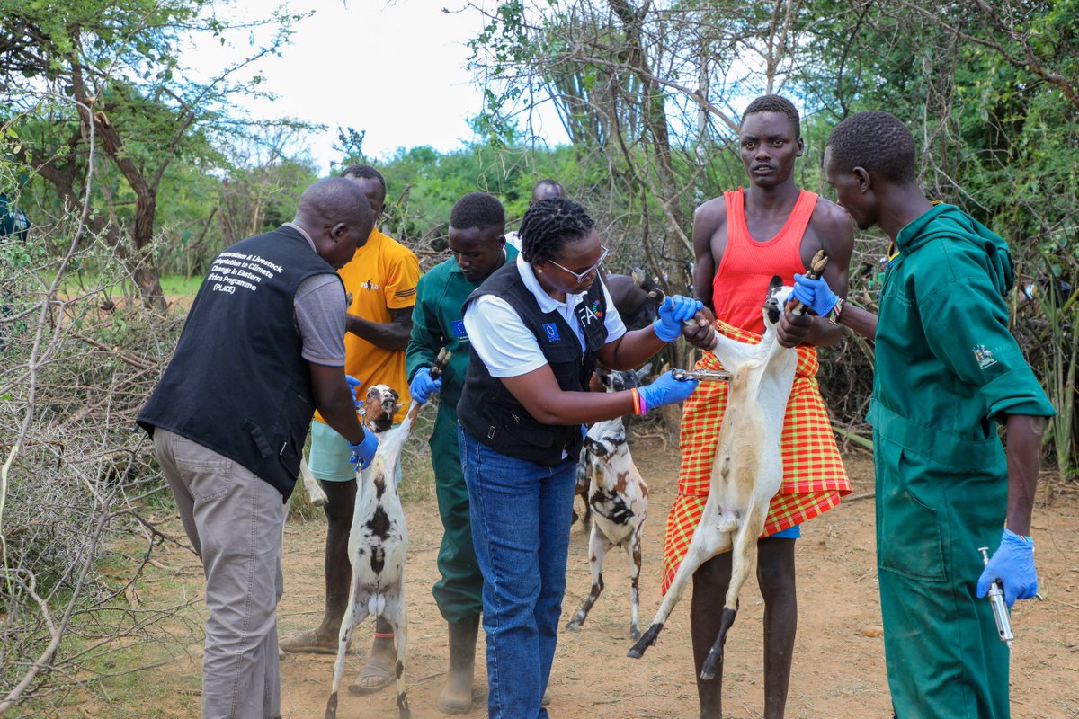 FAO in Uganda tweet media