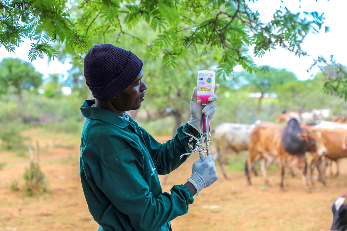 FAO in Uganda tweet media