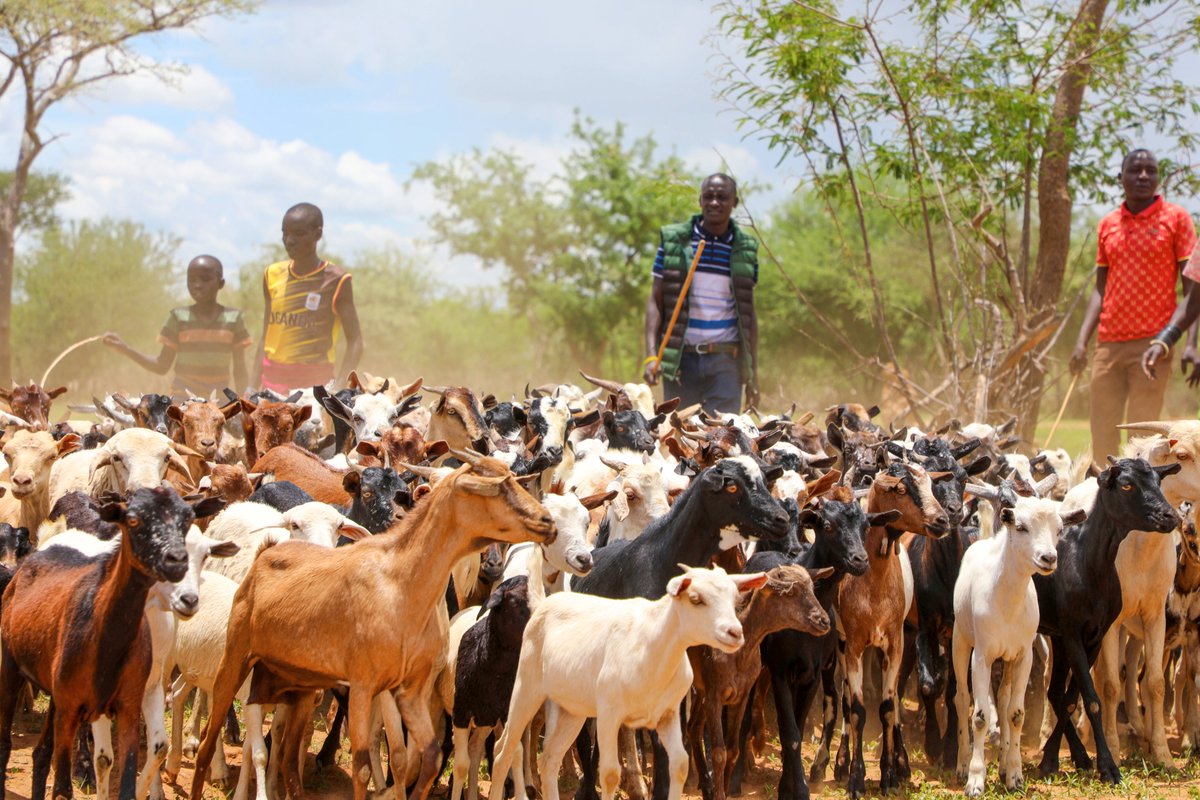 FAO in Uganda tweet media