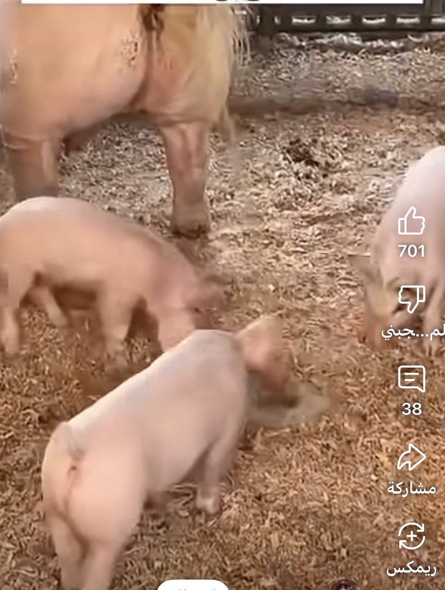رفحائل tweet media