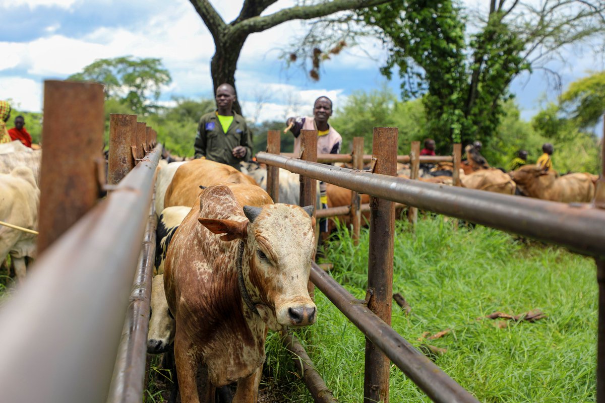 FAO in Uganda tweet media
