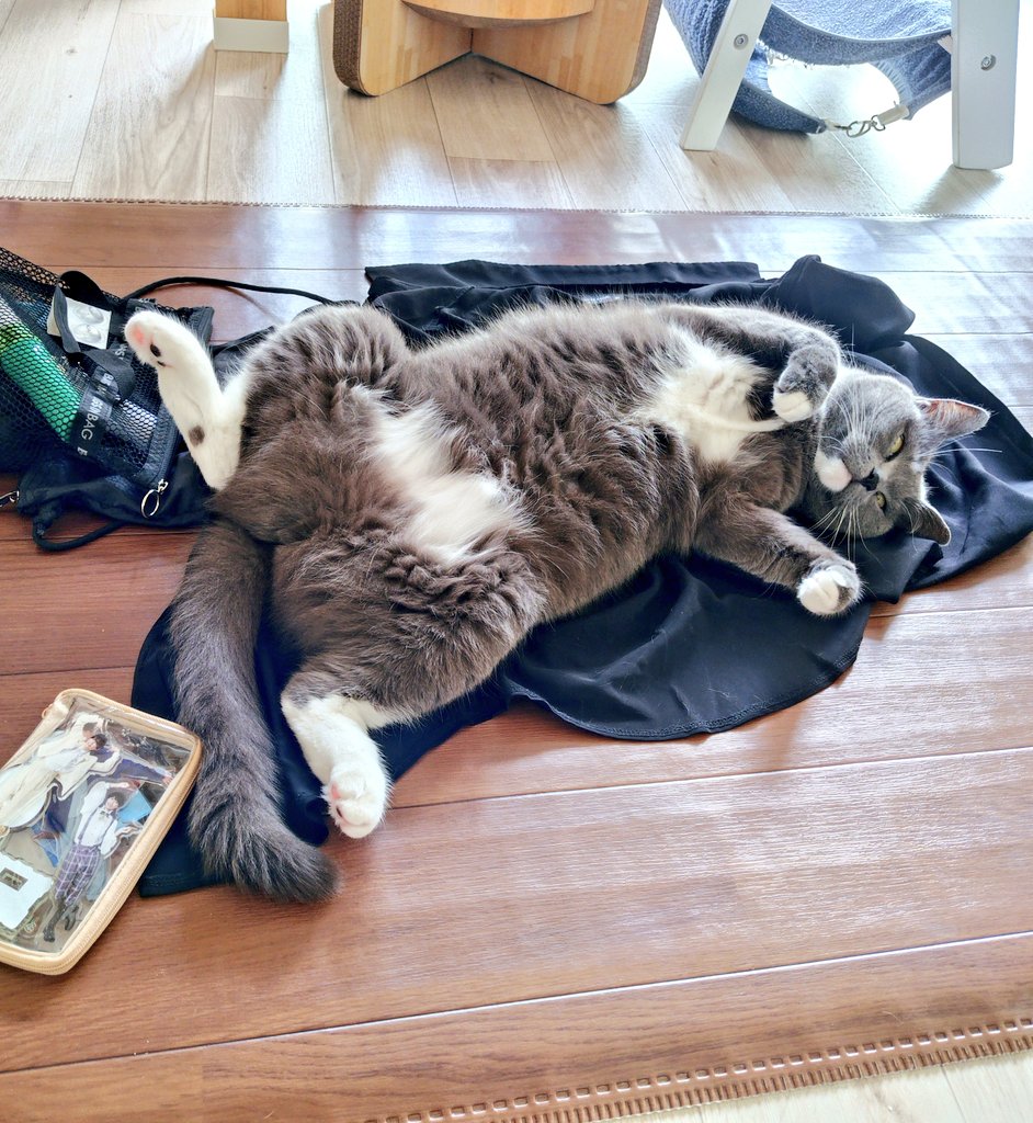 muusagi's tweet photo. わたしを武道館に出発させまいと尽力するねこ https://t.co/pKs0gkfHKo