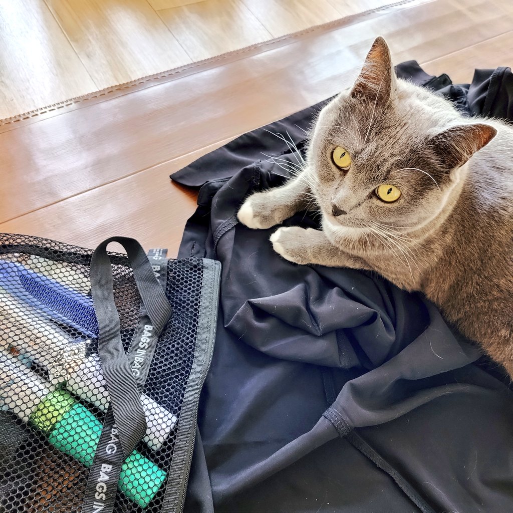 muusagi's tweet photo. わたしを武道館に出発させまいと尽力するねこ https://t.co/pKs0gkfHKo